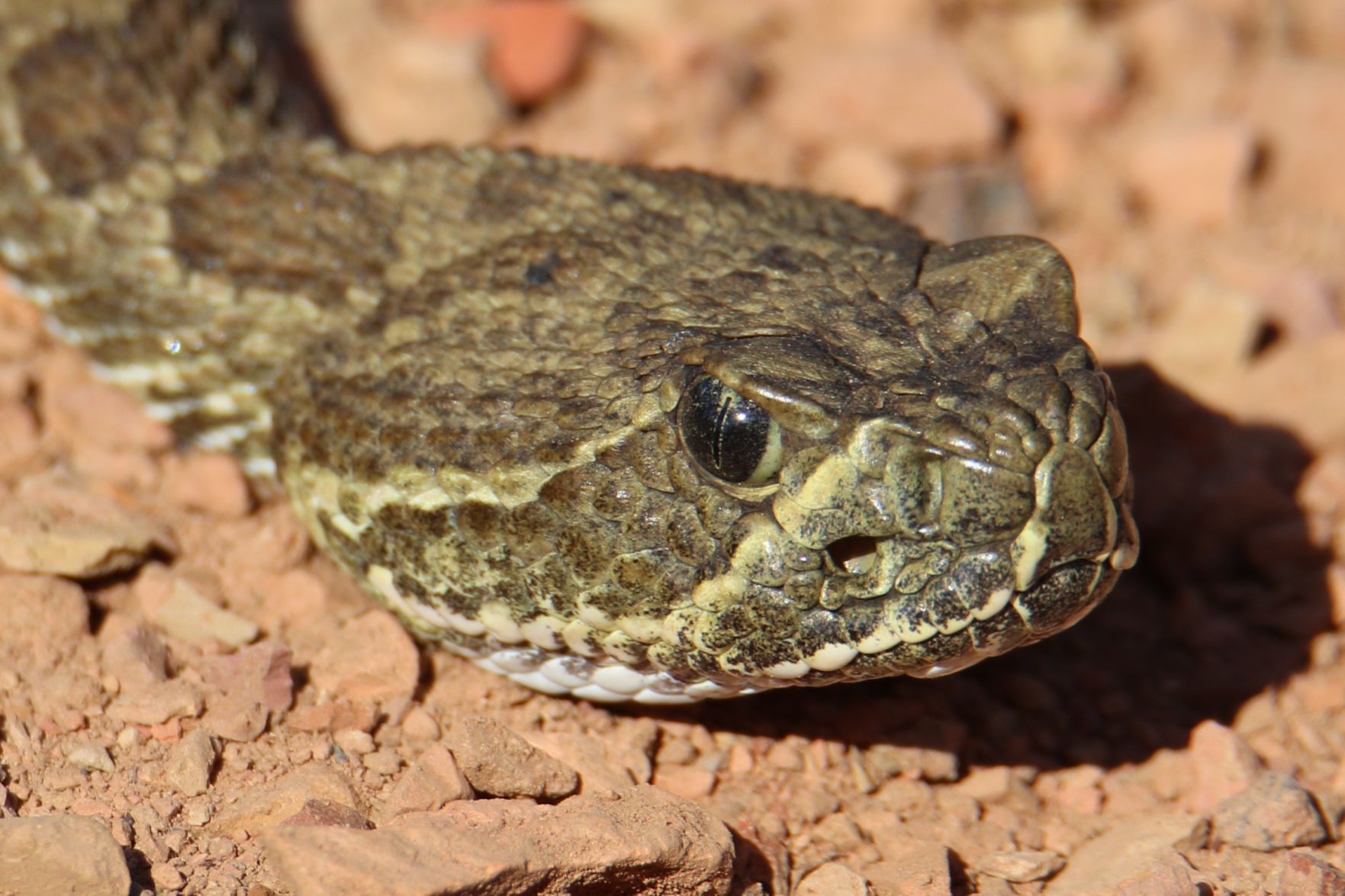 Prairie Rattler